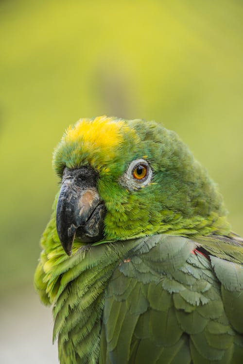 Green Parrot in Close Up