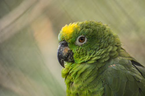 Exotic Green Parrot