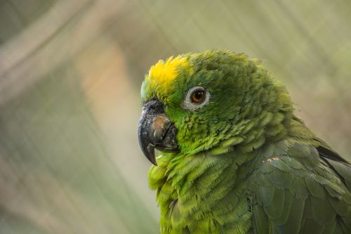 Free Close-up of a green parrot with yellow highlights in Sopo, Colombia. Stock Photo