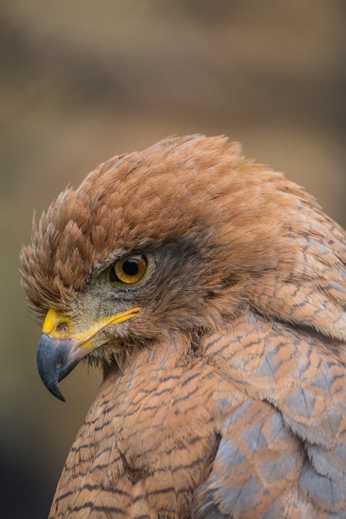 Close-up of a Hawk 