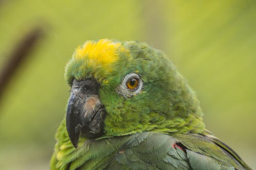 Close-up of Green Parrot in Summer Nature