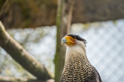Crested Caracara in Zoo