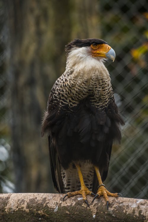 Beautiful Crested Caracara