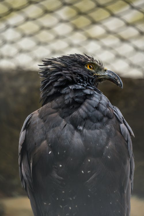 Eagle in Close Up