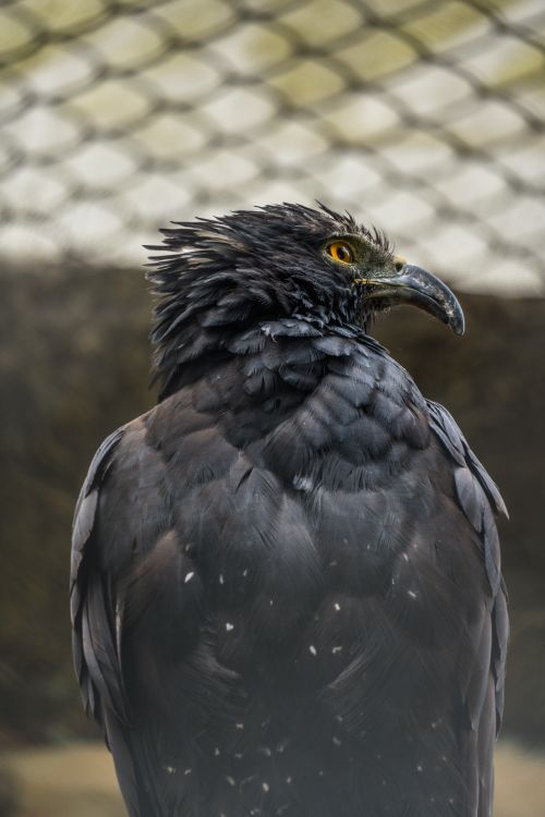 Free Captive black eagle with striking yellow eyes in Sopo, Cundinamarca. Stock Photo