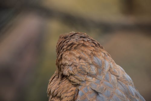 Águila