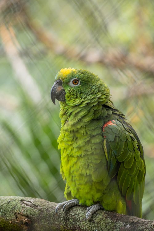 Green Parrot Sitting on Branch