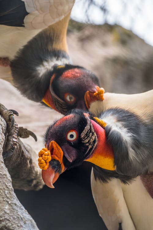 Tropical Birds Sitting in Nature