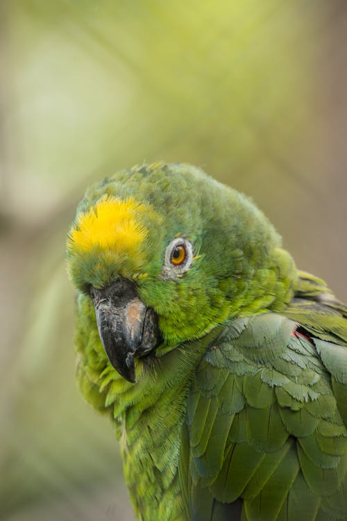 Exotic Parrot in Summer Nature