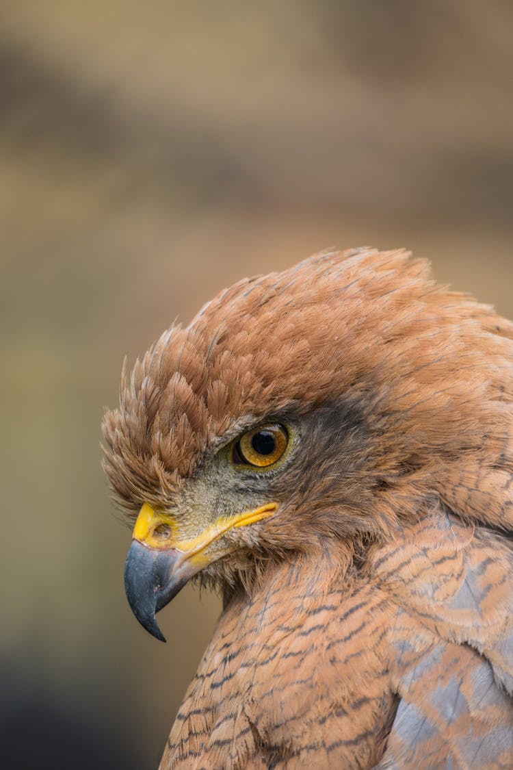 Close Up Of Hawk Head