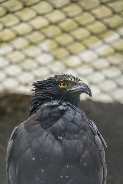 Black Eagle in Captivity