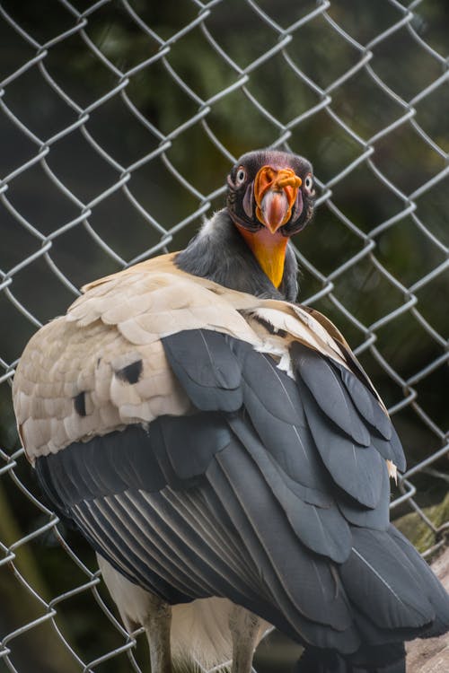 Close up of King Vulture