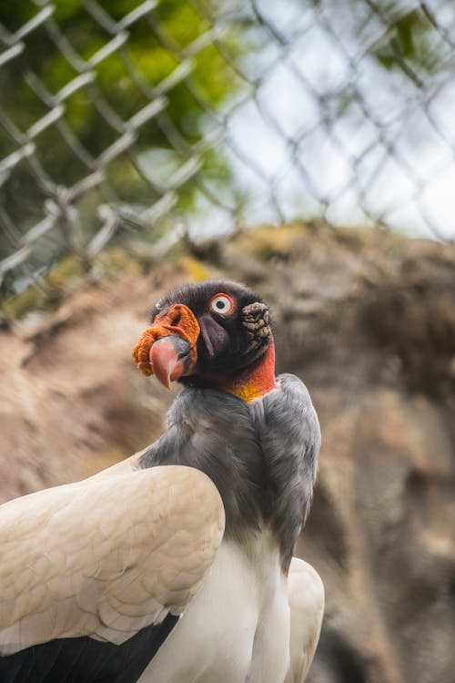 Exotic Bird near Net Fence