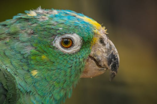 Close up of a Southern Mealy Amazon