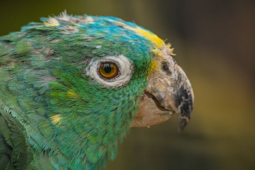 Close up of a Southern Mealy Amazon
