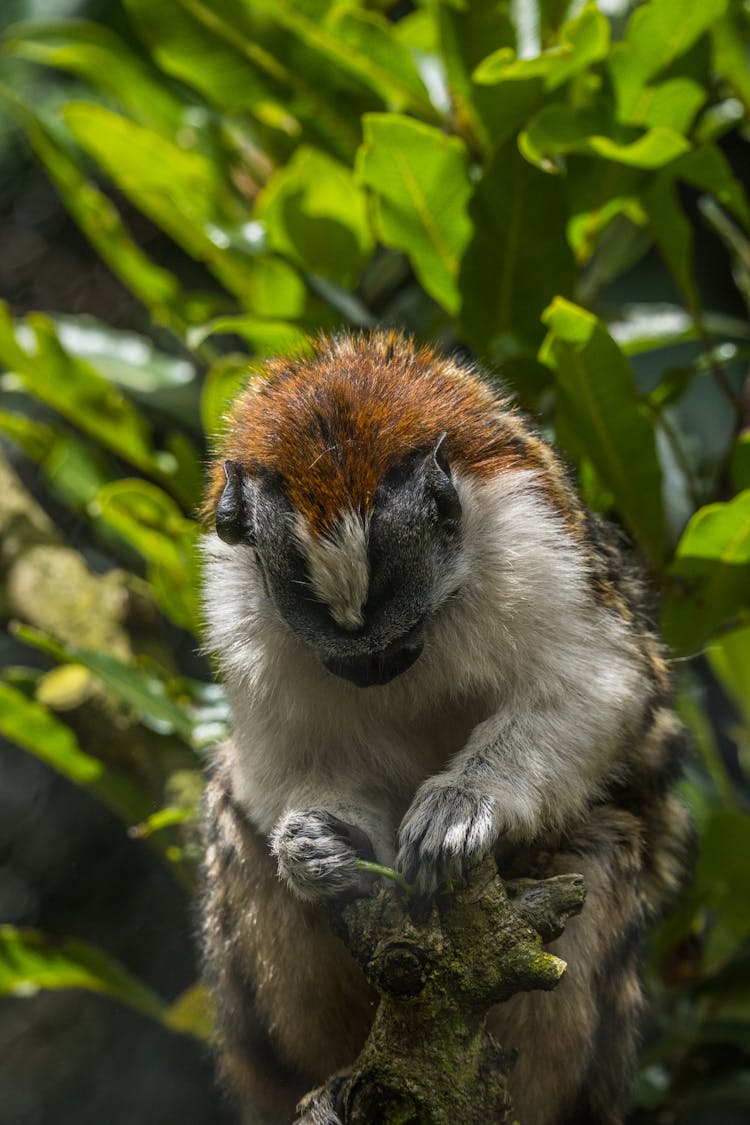 Geoffreys Tamarin In Nature