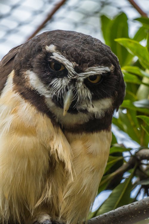 Close up of a Spectacled Owl