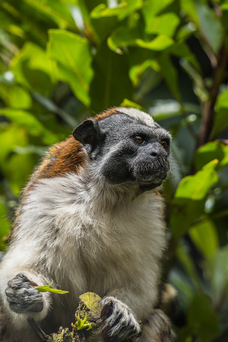 Geoffreys Tamarin Monkey