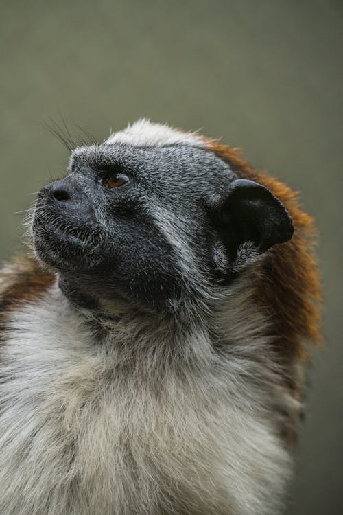 Close-up of Small Monkey in Nature