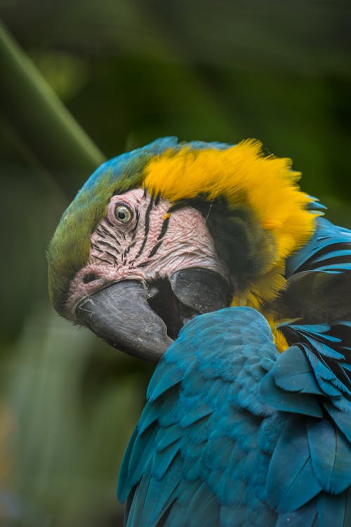 Close-up of Parrot Sitting in Summer Nature