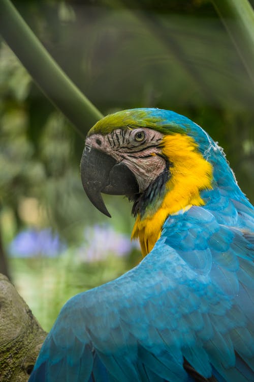 Amerika papağanı, dikey atış, egzotik içeren Ücretsiz stok fotoğraf