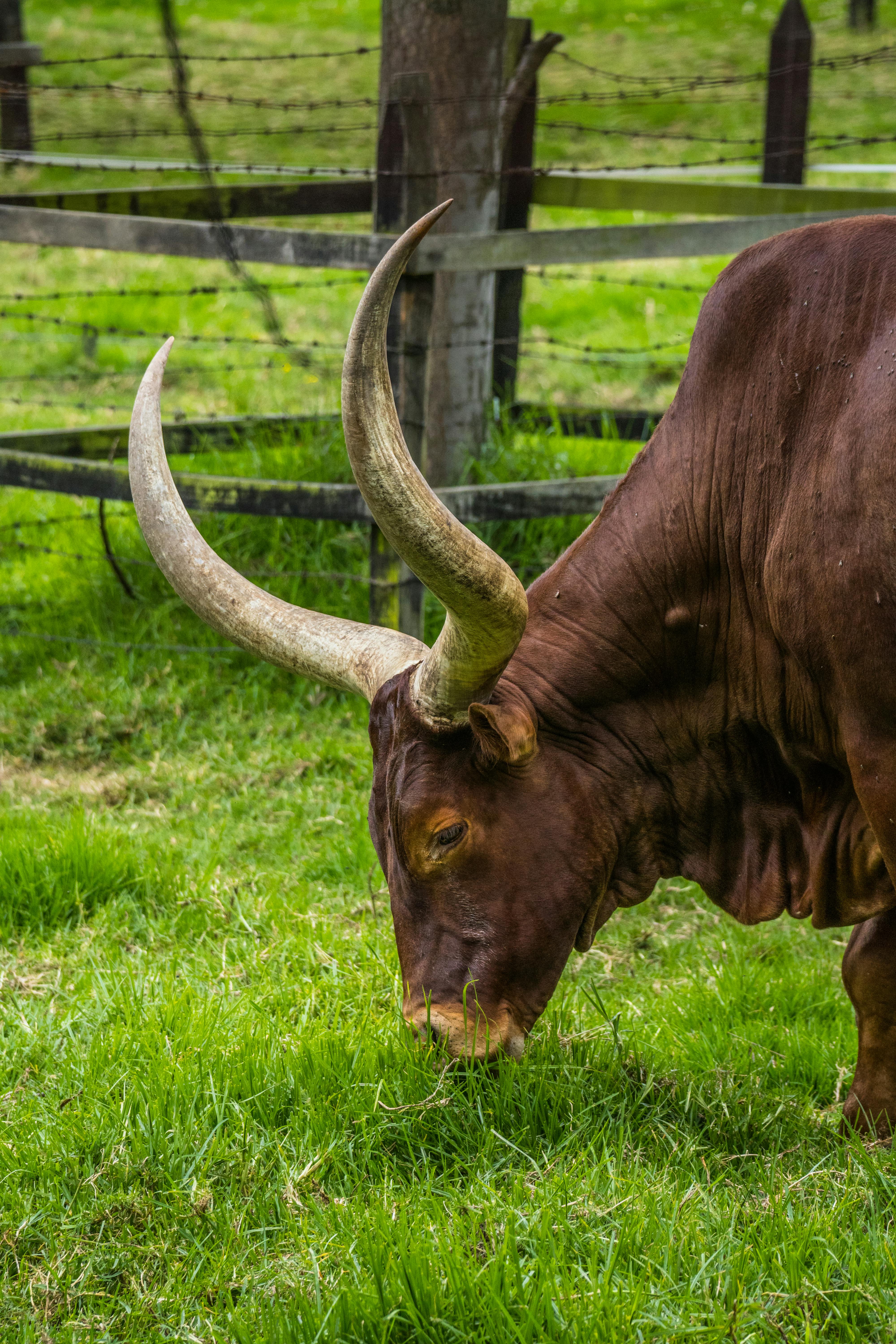 Gratuit Photos gratuites de agriculture, amérique du sud, animal Photos