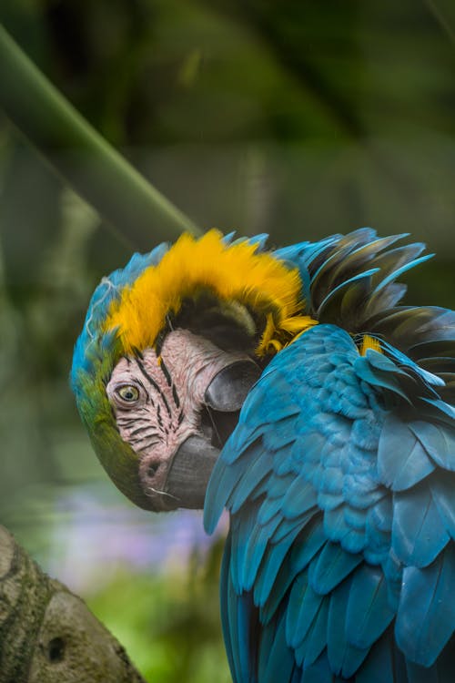 Close up of Macaw Parrot