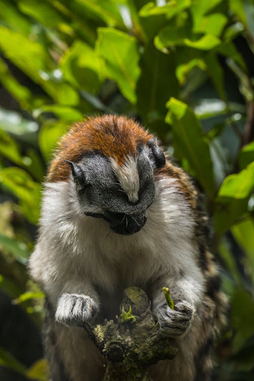 Close up of Geoffreys Tamarin