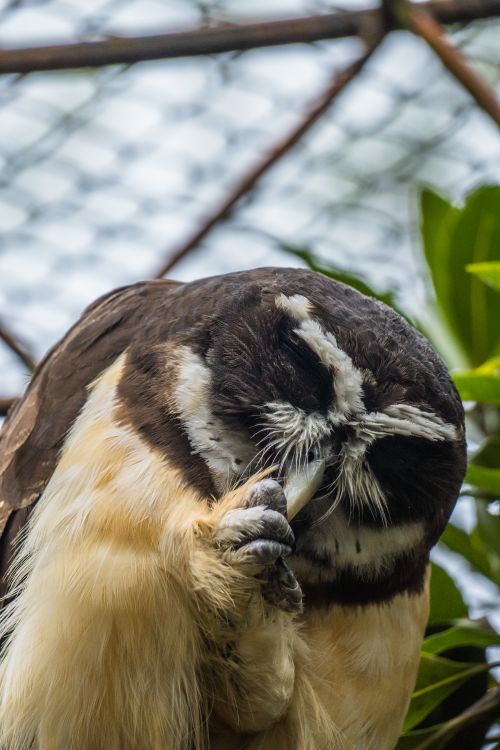 Free Close-up of a spectacled owl grooming itself in a zoo enclosure in Sopo, Colombia. Stock Photo
