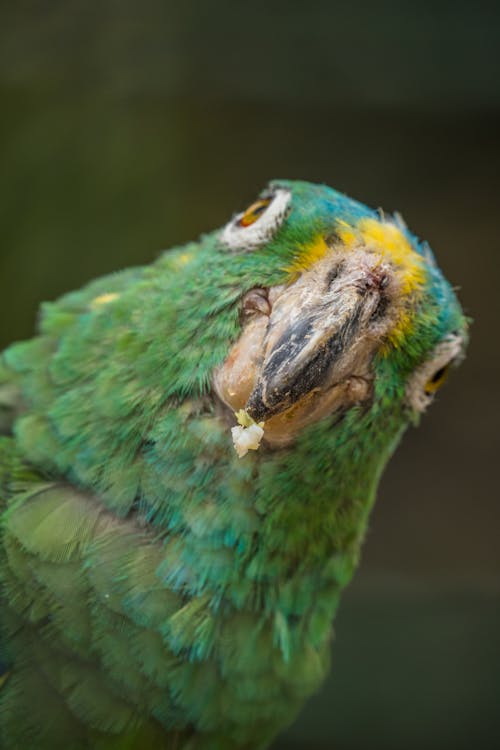 Close-up of Green Parrot in Nature