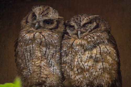 Close up of Owls