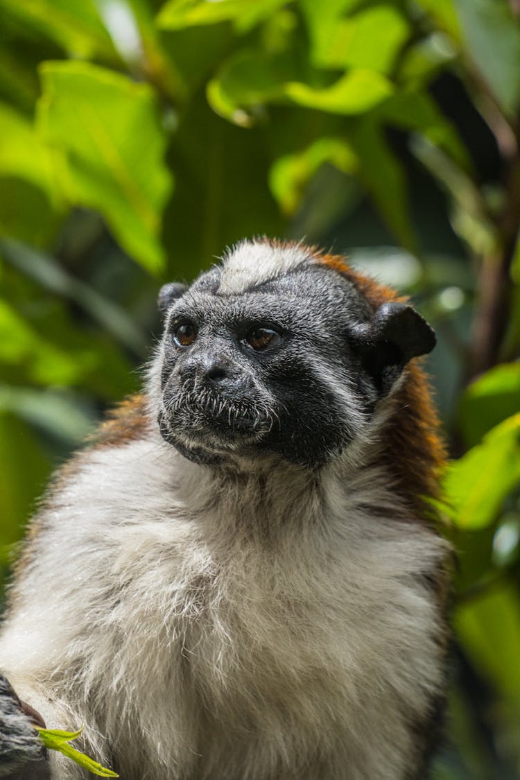 Close Up Of Geoffreys Tamarin