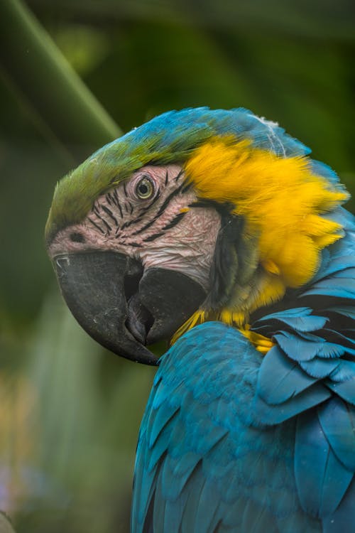 Close-up of Exotic Parrot in Nature