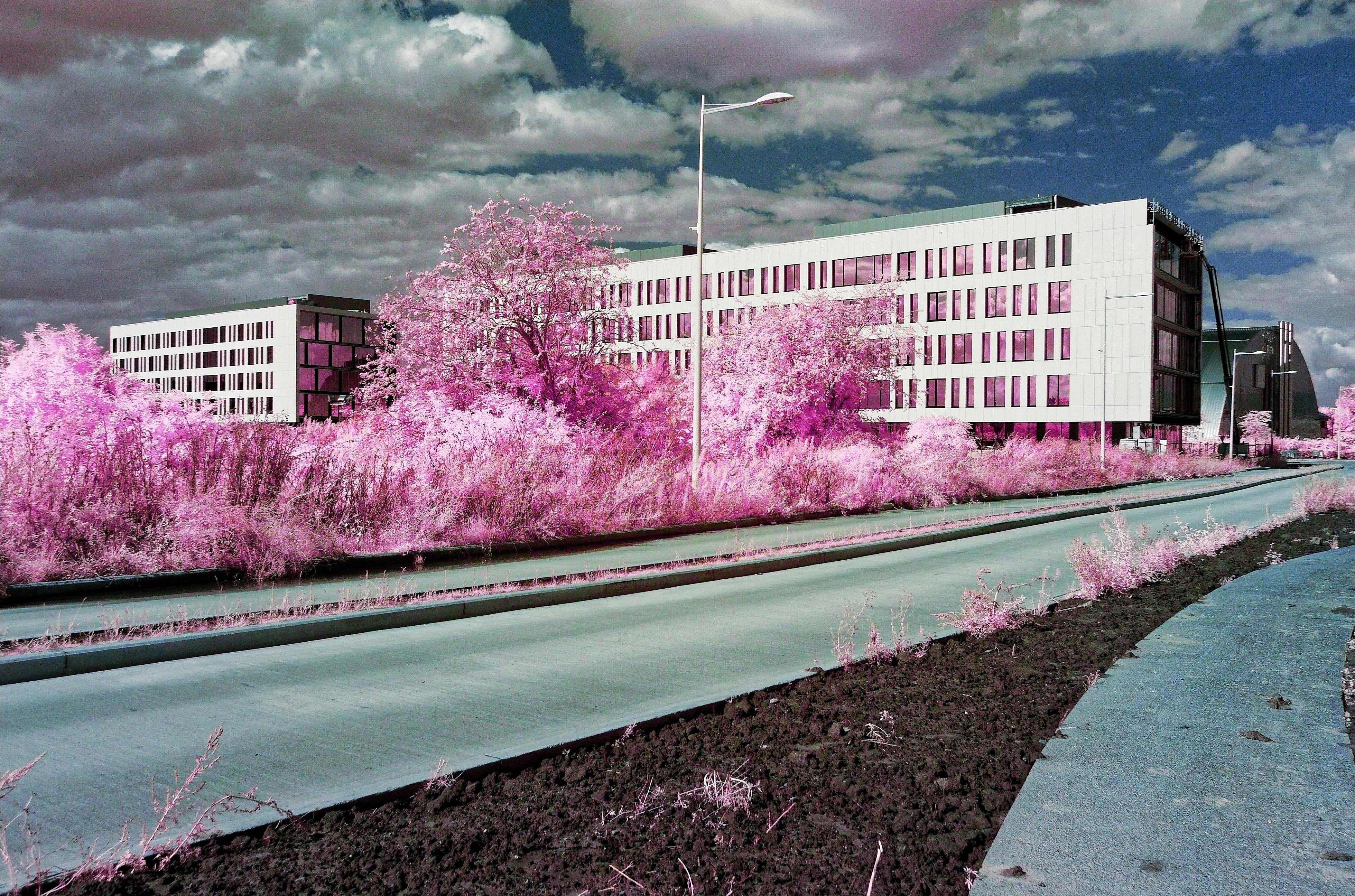 A surreal cityscape with pink foliage and modern buildings, captured in spring.