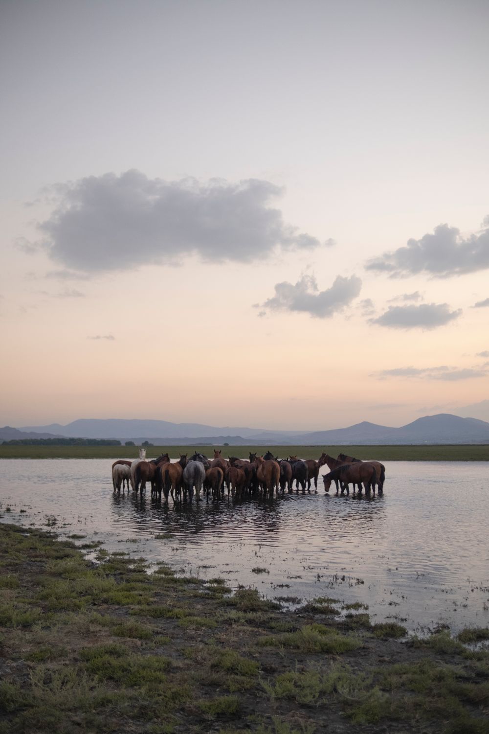 Manada de caballos abrevando en un lago al atardecer en Mongolia