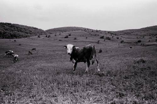 Foto profissional grátis de campina, cenário, criação de gado