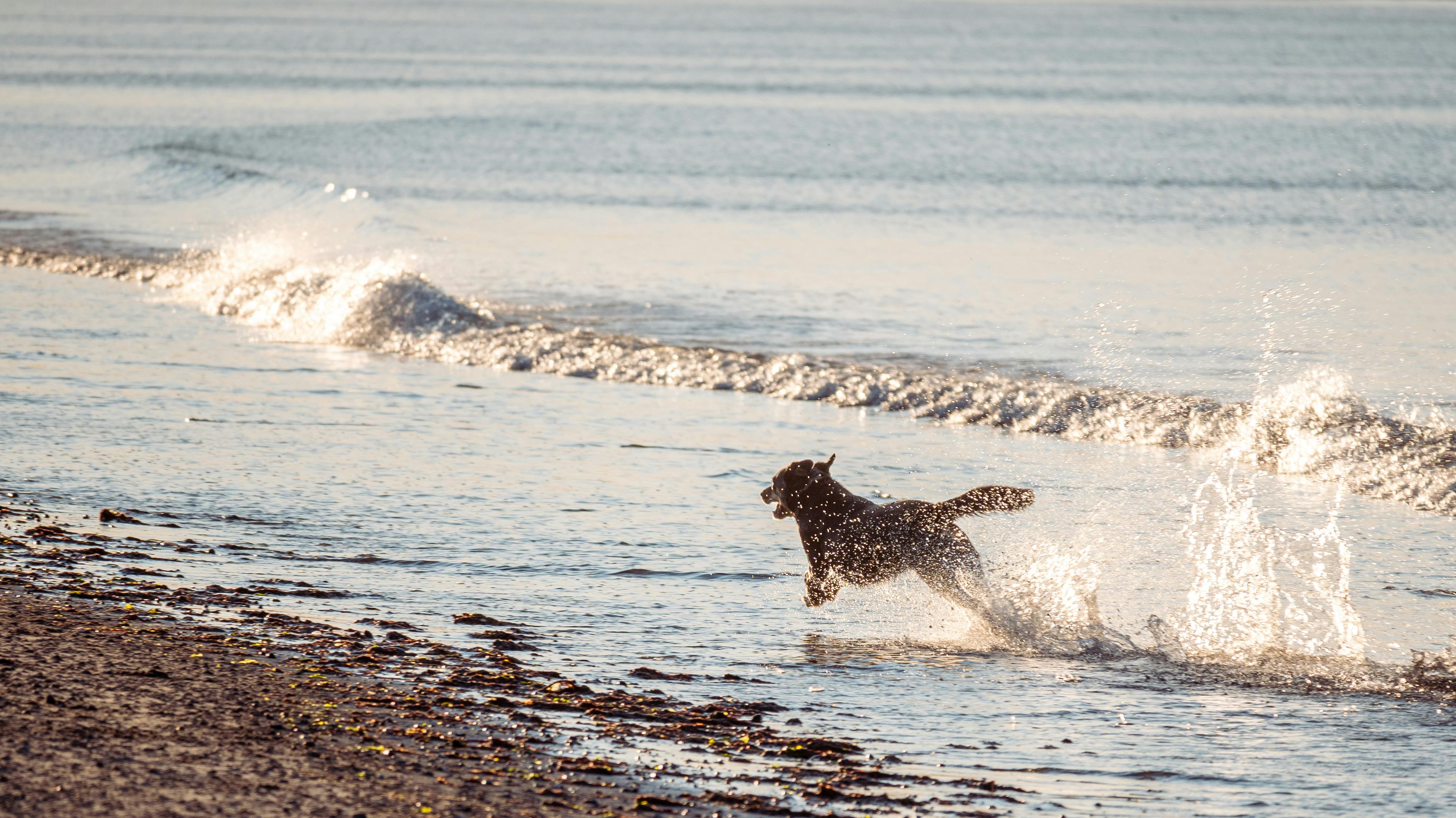 dog playing on sea shore