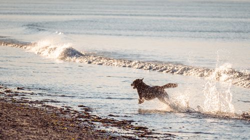 Free A joyful dog running along the beach with waves splashing under bright sunlight. Stock Photo