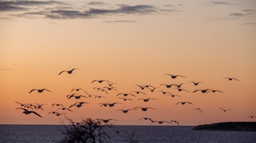 Birds Flying over Sea Shore at Sunset
