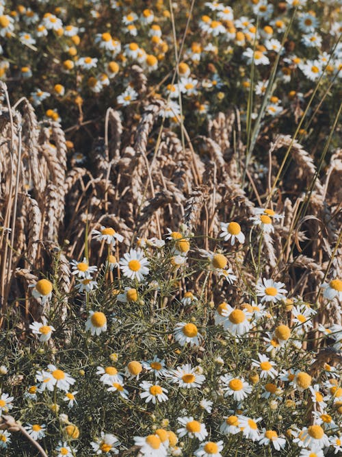 꽃, 데이지, 수직 쐈어의 무료 스톡 사진