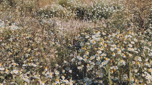 꽃, 데이지, 신선한의 무료 스톡 사진
