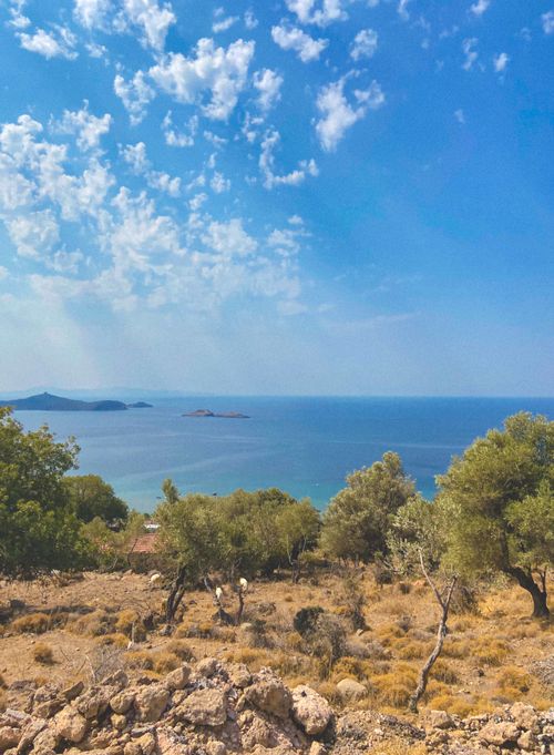Free Breathtaking coastal view with sparse trees under a vibrant blue sky, showcasing natural beauty. Stock Photo