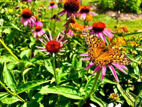 Immagine gratuita di avvicinamento, farfalla, fiori