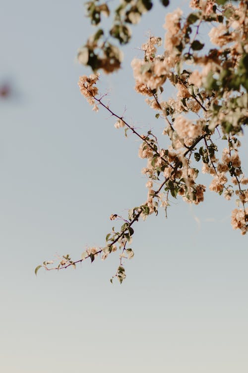 Close up of Blossoms on Branches