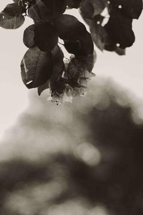 Leaves and Blossom in Black and White