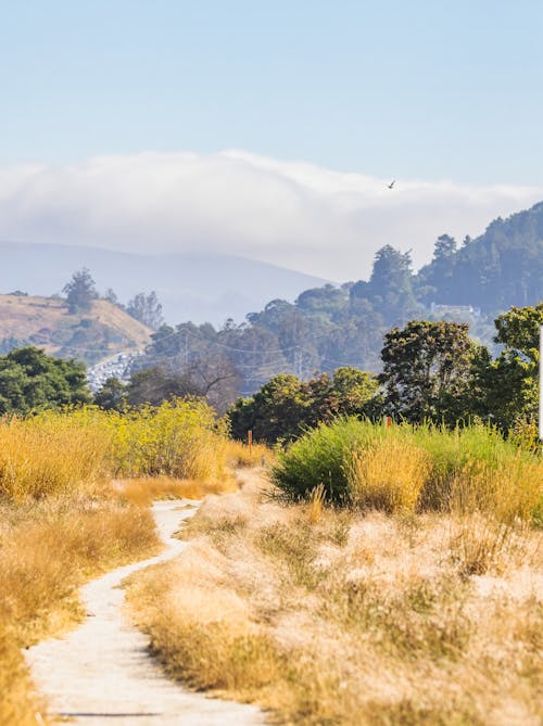 Dirt Road and Bushes in Countryside