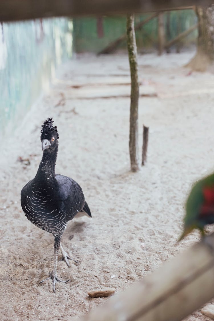 Tropical Birds On A Farm