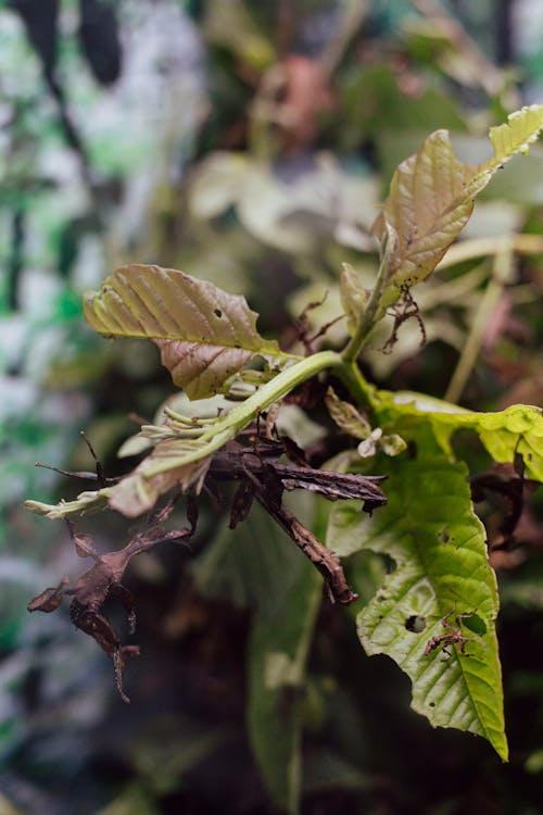 Kostnadsfri bild av flora, grön, löv