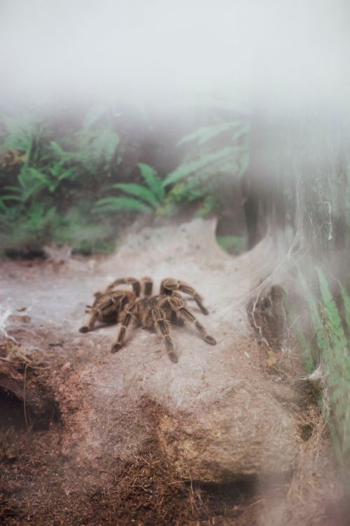 Free A detailed view of a tarantula in its terrarium habitat, showcasing its natural environment. Stock Photo