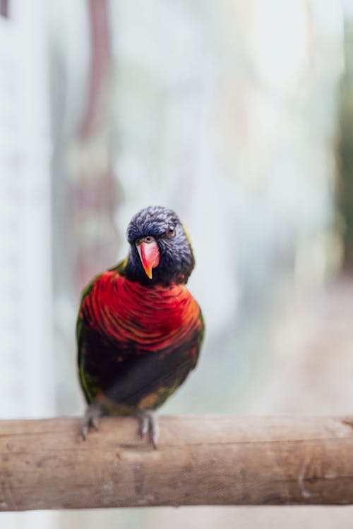 Kostnadsfri bild av bokeh, exotisk, fågel